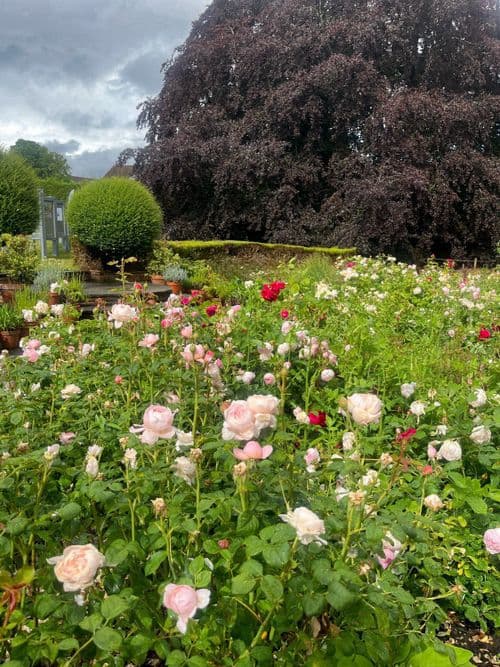 media