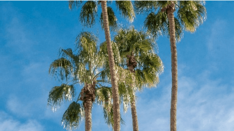 Muslims in California